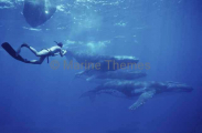 Humpback Whales (Megaptera novaeangliae) Humpback Whales (Megaptera novaeangliae)