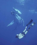 Humpback Whales (Megaptera novaeangliae) Humpback Whales (Megaptera novaeangliae)