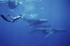 Humpback Whales (Megaptera novaeangliae) Humpback Whales (Megaptera novaeangliae)