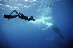 Humpback Whales (Megaptera novaeangliae) Humpback Whales (Megaptera novaeangliae)