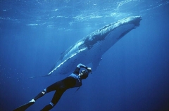 Humpback Whale (Megaptera novaeangliae) Humpback Whale (Megaptera novaeangliae)