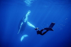 Humpback Whale (Megaptera novaeangliae) Humpback Whale (Megaptera novaeangliae)