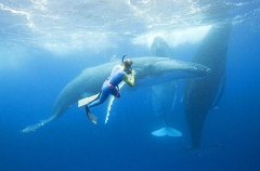 Humpback Whales (Megaptera novaeangliae) Humpback Whales (Megaptera novaeangliae)