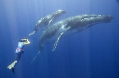 Humpback Whales (Megaptera novaeangliae) Humpback Whales (Megaptera novaeangliae)