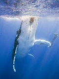 Humpback Whale (Megaptera novaeangliae) Humpback Whale (Megaptera novaeangliae)