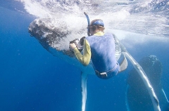 Humpback Whale (Megaptera novaeangliae) Humpback Whale (Megaptera novaeangliae)