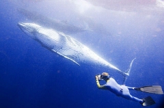 Humpback Whales (Megaptera novaeangliae) Humpback Whales (Megaptera novaeangliae)