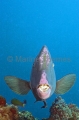 Bumphead Parrotfish (Bolbometapon muricatum) Bumphead Parrotfish (Bolbometapon muricatum)