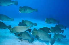 Bumphead Parrotfish (Bolbometapon muricatum) Bumphead Parrotfish (Bolbometapon muricatum)