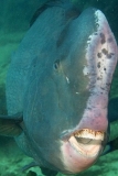 Green Humphead Parrotfish (Bolbometopon muricatum)