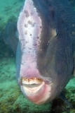 Green Humphead Parrotfish (Bolbometopon muricatum)