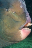 Green Humphead Parrotfish (Bolbometopon muricatum)