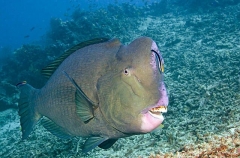 Green Humphead Parrotfish (Bolbometopon muricatum) Green Humphead Parrotfish (Bolbometopon muricatum)