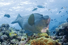 Green Humphead Parrotfish (Bolbometopon muricatum)