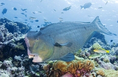 Green Humphead Parrotfish (Bolbometopon muricatum)