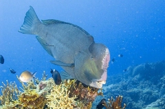 Green Humphead Parrotfish (Bolbometopon muricatum)