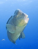 Green Humphead Parrotfish (Bolbometopon muricatum)
