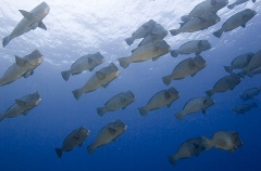 Green Humphead Parrotfish (Bolbometopon muricatum)