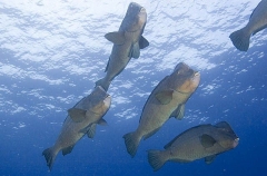 Green Humphead Parrotfish (Bolbometopon muricatum)
