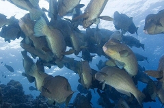 Green Humphead Parrotfish (Bolbometopon muricatum)