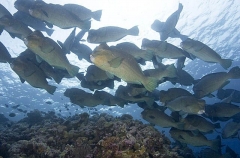 Green Humphead Parrotfish (Bolbometopon muricatum)