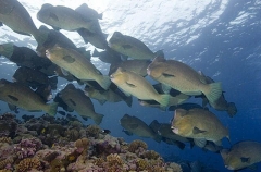 Green Humphead Parrotfish (Bolbometopon muricatum)
