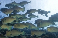 Green Humphead Parrotfish (Bolbometopon muricatum)