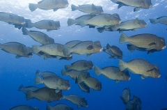 Green Humphead Parrotfish (Bolbometopon muricatum)