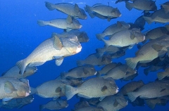 Green Humphead Parrotfish (Bolbometopon muricatum)
