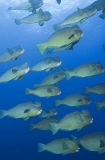 Green Humphead Parrotfish (Bolbometopon muricatum) Green Humphead Parrotfish (Bolbometopon muricatum)