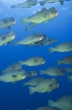 Green Humphead Parrotfish (Bolbometopon muricatum)