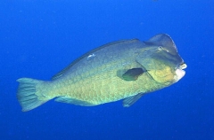 Green Humphead Parrotfish (Bolbometopon muricatum)