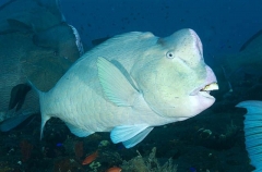 Green Humphead Parrotfish (Bolbometopon muricatum)