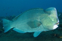 Green Humphead Parrotfish (Bolbometopon muricatum)