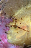 Leaf Scorpionfish (Taenianotus triacanthus) Leaf Scorpionfish (Taenianotus triacanthus)