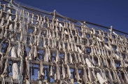 Stockfish hanging on racks to dry in the arctic sun. Stockfish hanging on racks to dry in the arctic sun.