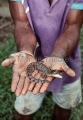 Saltwater Crocodile (Crocodylus porosus) Saltwater Crocodile (Crocodylus porosus)