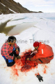Inuit hunters eating skinned and cleaned young Ringed Seal (Phoca hispida) Inuit hunters eating skinned and cleaned young Ringed Seal (Phoca hispida)