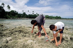 Boys collecting small fish on coral reef flat at low tide. Boys collecting small fish on coral reef flat at low tide.