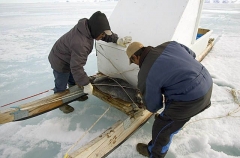 Inuit hunters tying down young Ringed Seal (Phoca hispida) Inuit hunters tying down young Ringed Seal (Phoca hispida)