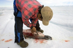 Inuit hunter skinning young Ringed Seal (Phoca hispida) Inuit hunter skinning young Ringed Seal (Phoca hispida)