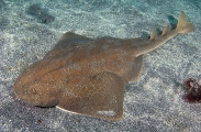 Japanese Angel Shark (Squatina japonica) Japanese Angel Shark (Squatina japonica)