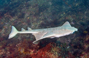 Japanese Angel Shark (Squatina japonica) Japanese Angel Shark (Squatina japonica)