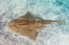 Japanese Angel Shark (Squatina japonica) Japanese Angel Shark (Squatina japonica)
