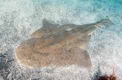 Japanese Angel Shark (Squatina japonica) Japanese Angel Shark (Squatina japonica)
