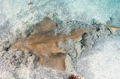 Japanese Angel Shark (Squatina japonica) Japanese Angel Shark (Squatina japonica)