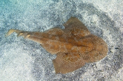 Japanese Angel Shark (Squatina japonica) Japanese Angel Shark (Squatina japonica)