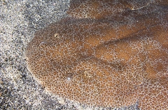 Japanese Angel Shark (Squatina japonica) Japanese Angel Shark (Squatina japonica)