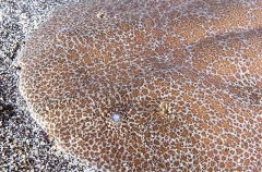 Japanese Angel Shark (Squatina japonica) Japanese Angel Shark (Squatina japonica)