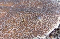 Japanese Angel Shark (Squatina japonica) Japanese Angel Shark (Squatina japonica)